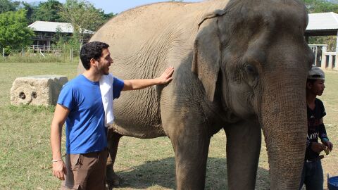 Elefante