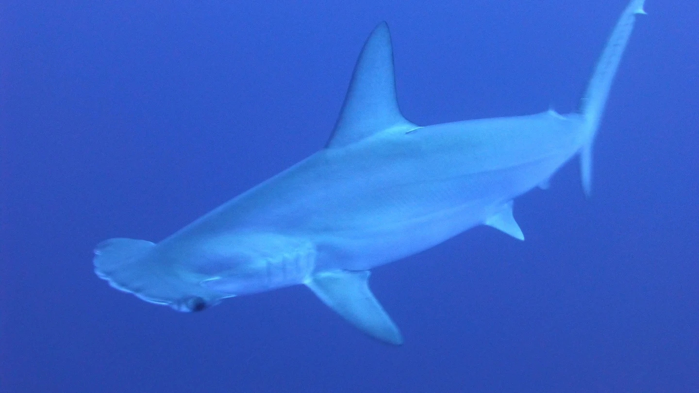 Tiburón Tiburón