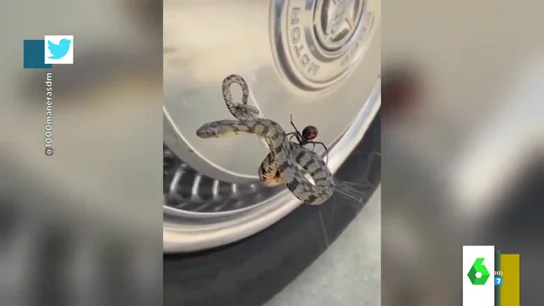 Vídeo de una serpiente y una viuda negra Vídeo de una serpiente y una viuda negra
