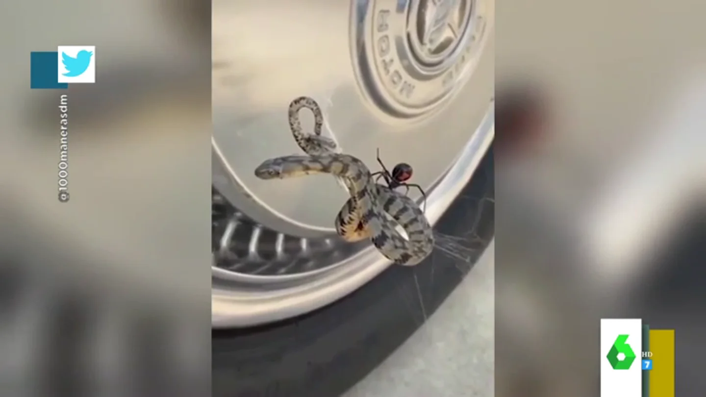 Vídeo de una serpiente y una viuda negra Vídeo de una serpiente y una viuda negra