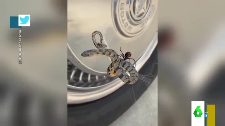 Vídeo de una serpiente y una viuda negra