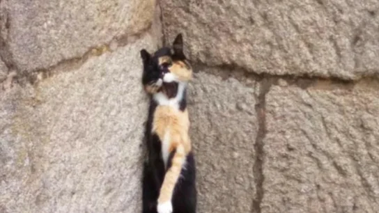 Gata ahorcada en Fonte de Abaixo, Galicia Gata ahorcada en Fonte de Abaixo, Galicia