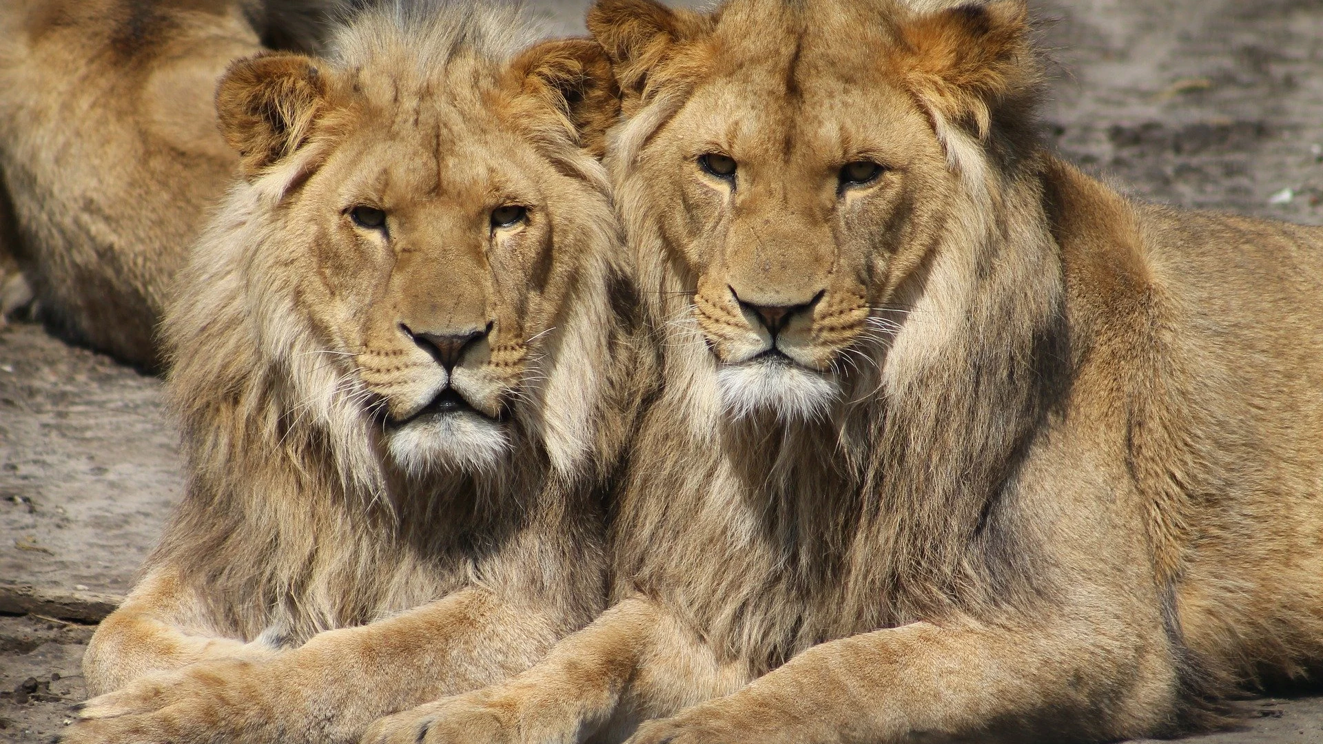 Imagen de archivo de dos leones en un zoológico