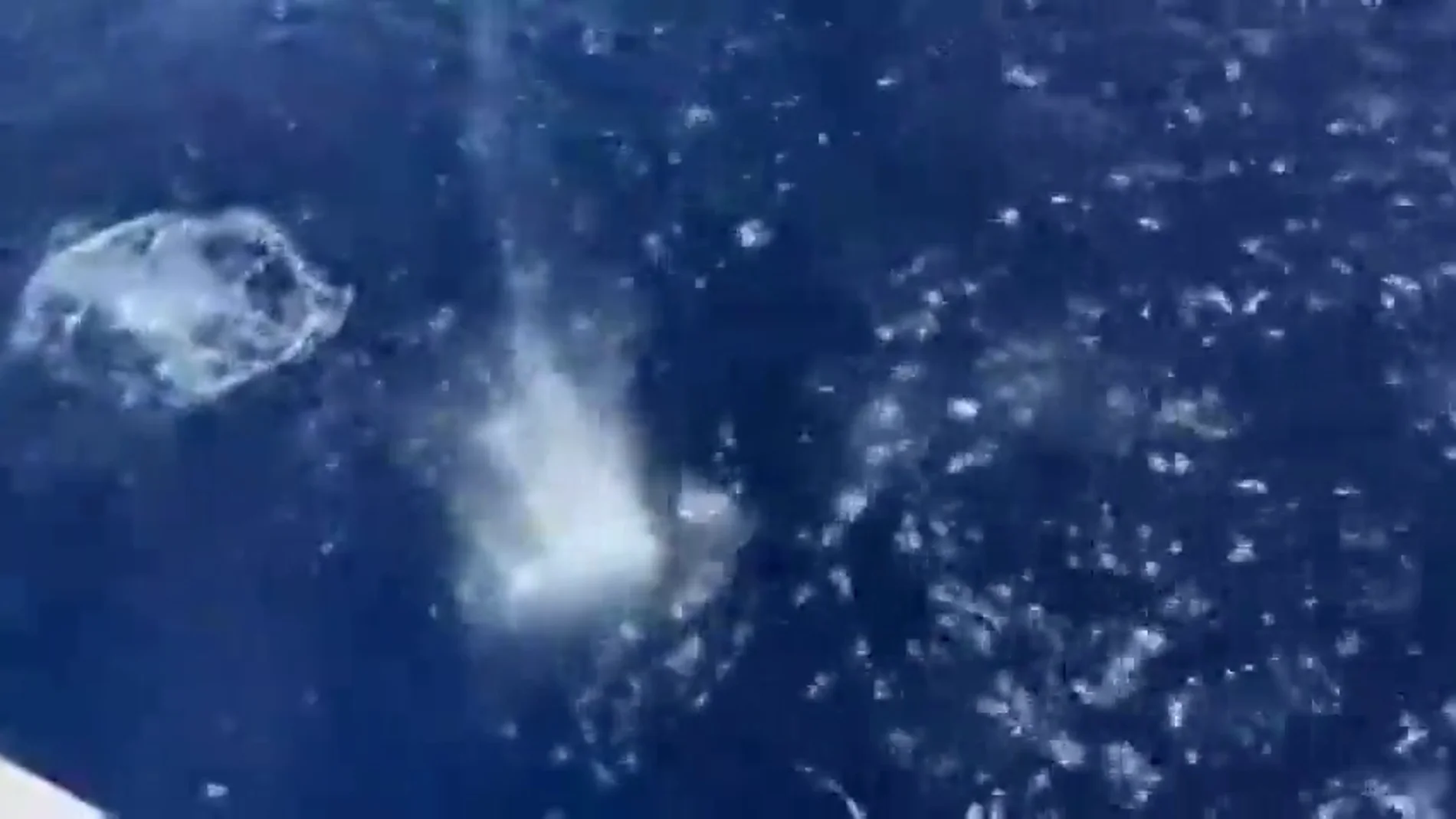 Un guardacostas dispara a un tiburón que amenaza a un grupo de bañistas