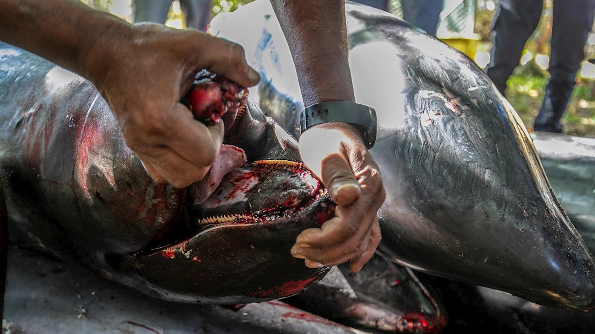 Imagen de delfines muertos en Isla Mauricio