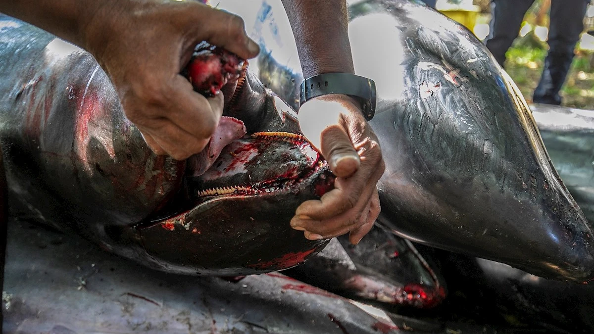 Imagen de delfines muertos en Isla Mauricio