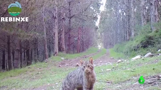 Así actúan los animales cuando 'nadie' los ve Así actúan los animales cuando 'nadie' los ve