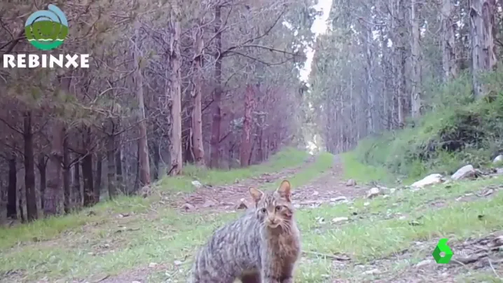 Así actúan los animales cuando 'nadie' los ve