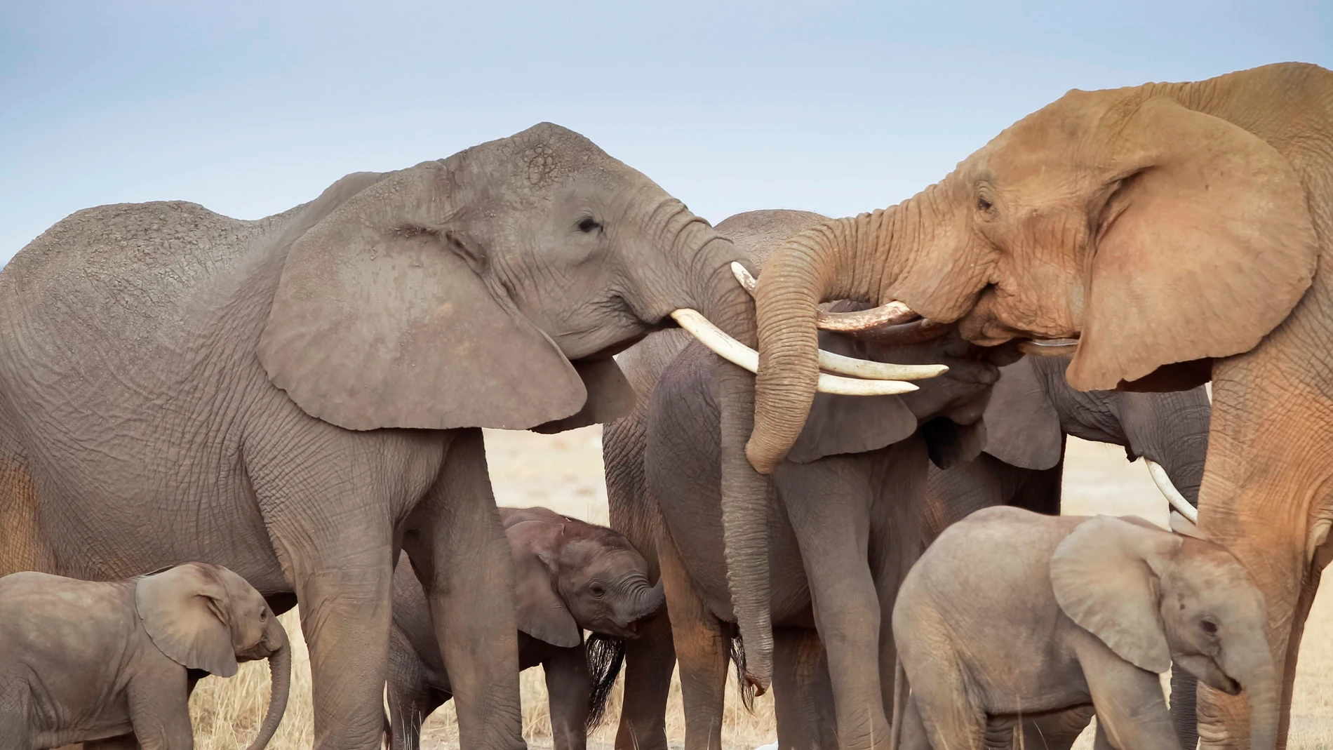 Varios elefantes en una reserva natural