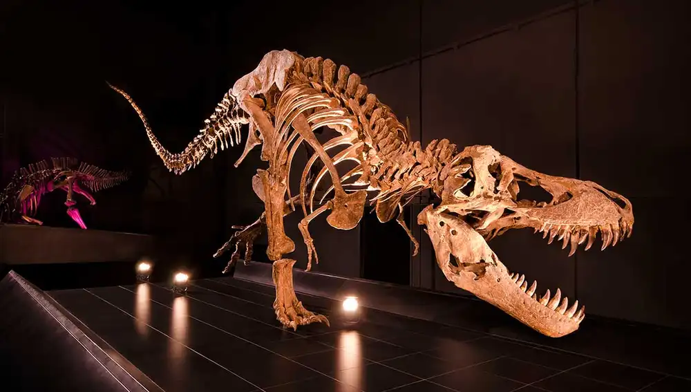 Museo paleontológico, Dinópolis