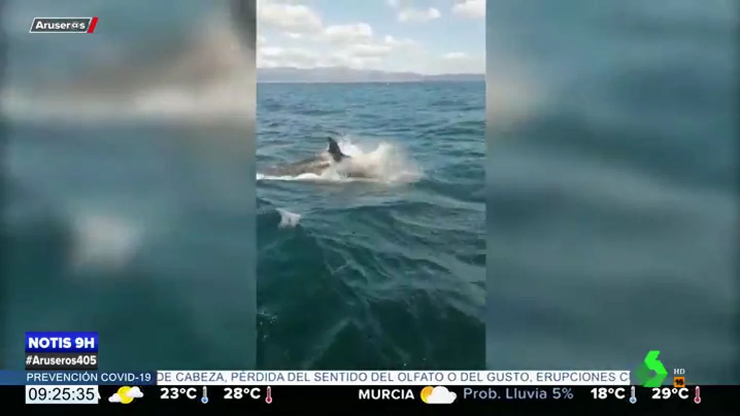 Un grupo de orcas atacan y rompen el timón de un velero de la Armada en las Rías Baixas Un grupo de orcas atacan y rompen el timón de un velero de la Armada en las Rías Baixas