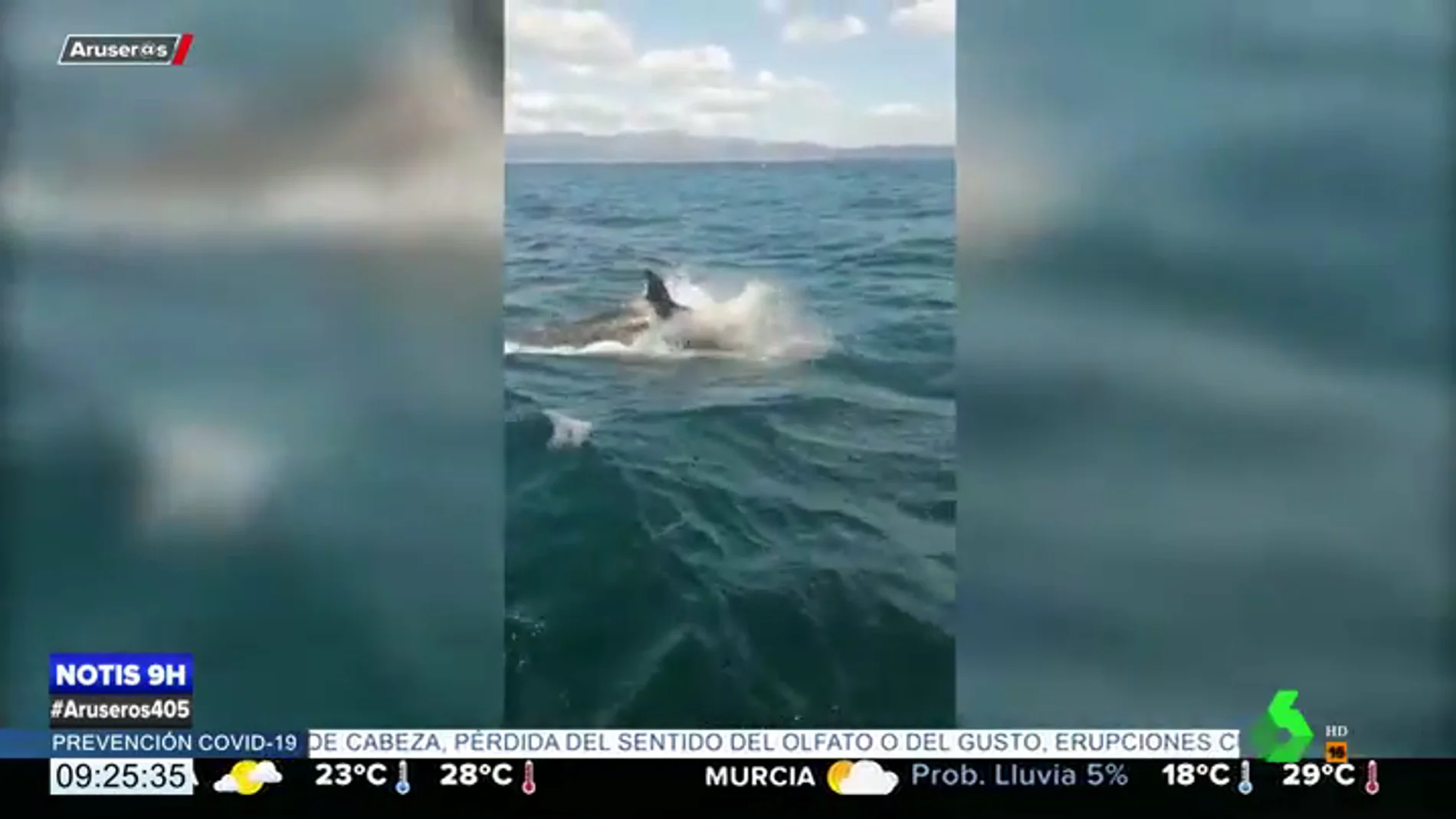 Un grupo de orcas atacan y rompen el timón de un velero de la Armada en las Rías Baixas
