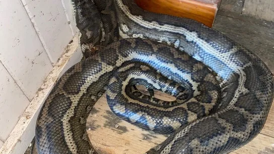 Una de las serpientes que cayó del techo Una de las serpientes que cayó del techo