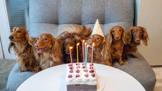 ¿Cuántas personas cumplen años el mismo día que tú? Descúbrelo en este buscador Buscador para saber cuánta gente cumple el mismo día que tú