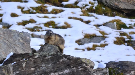Marmota alpina Marmota alpina