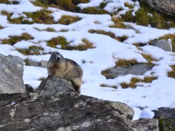 Marmota alpina
