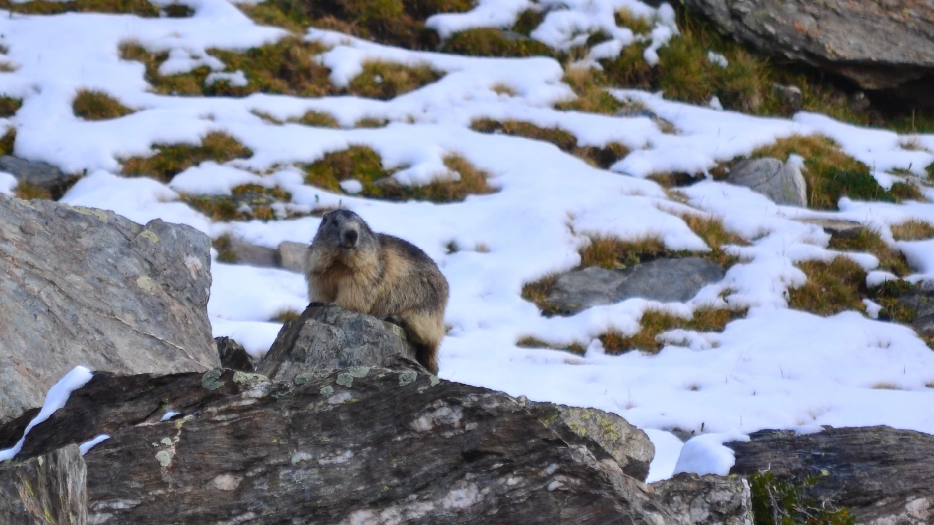 Marmota alpina