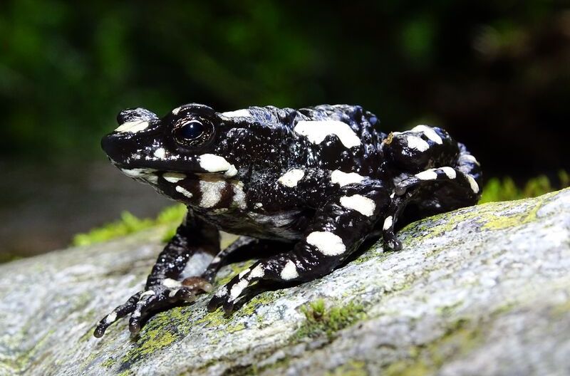  La rana arlequín de la noche estrellada ('Atelopus aryescue'), 29 años desaparecida