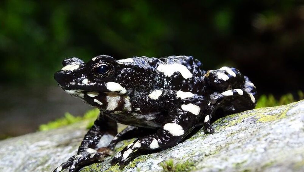  La rana arlequín de la noche estrellada ('Atelopus aryescue'), 29 años desaparecida