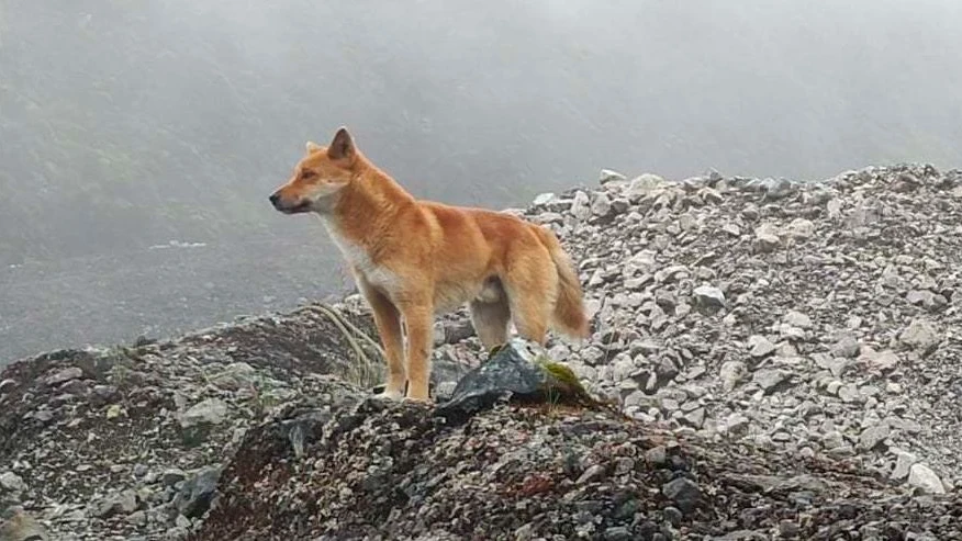 Imagen de un perro salvaje de las tierras altas de Nueva Guinea Imagen de un perro salvaje de las tierras altas de Nueva Guinea