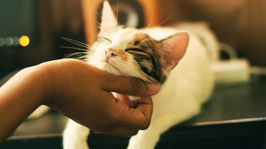 Existen cinco tipos de dueños de gatos: ¿cuál eres tú? Compruébalo aquí Existen cinco tipos de dueños de gatos: ¿cuál eres tú? Compruébalo aquí