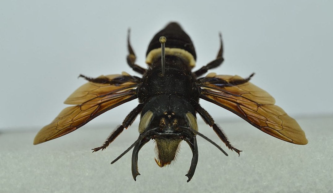 La abeja de Wallace ('Megachile pluto') estuvo 38 años desaparecida