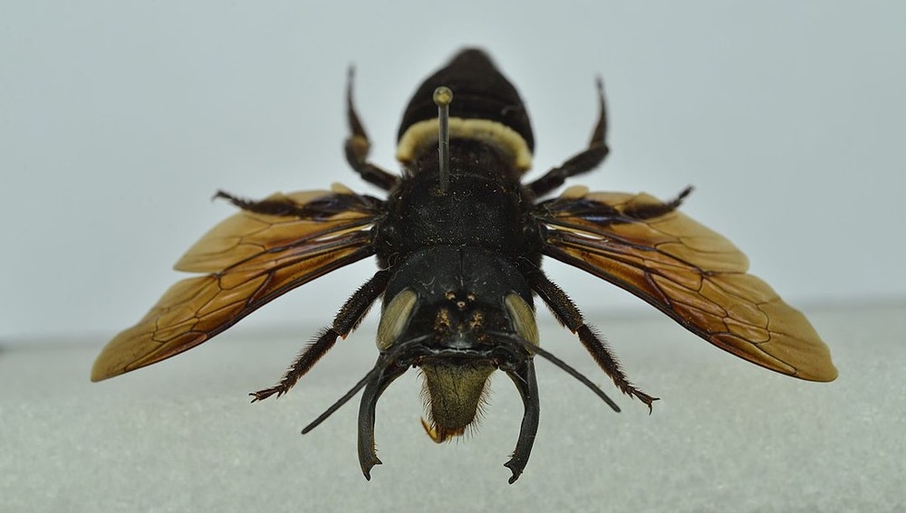 La abeja de Wallace ('Megachile pluto') estuvo 38 años desaparecida