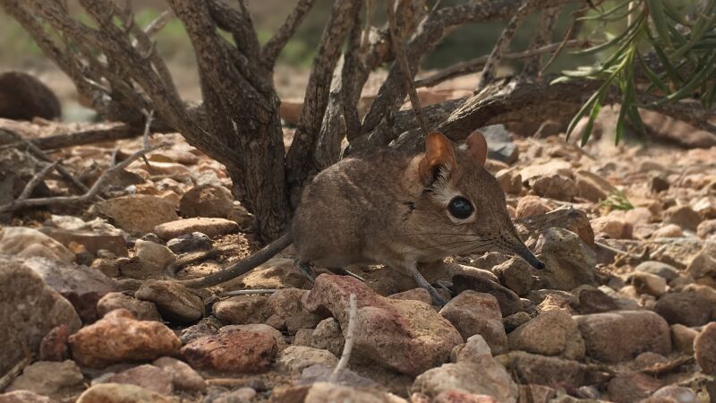 Los intrépidos animales que se resisten a la extinción