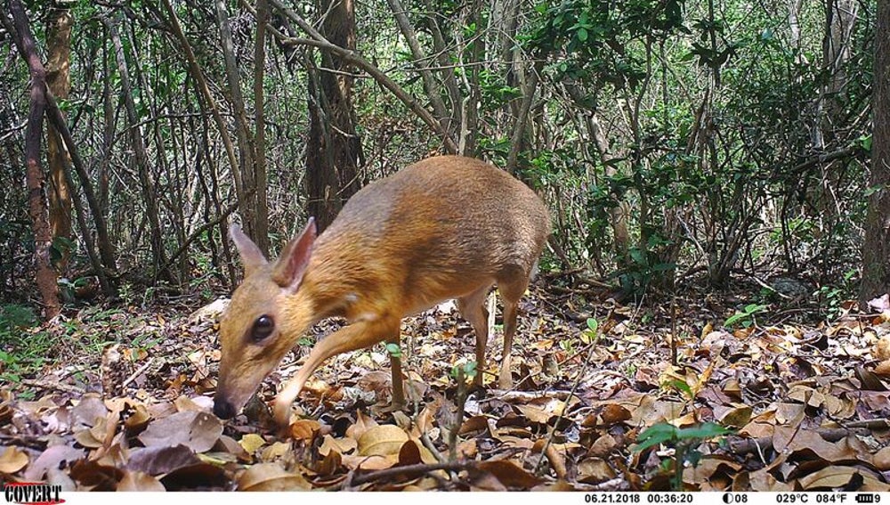 El ciervo ratón de Vietnam reapareció en 2019 después de casi 30 años desaparecido