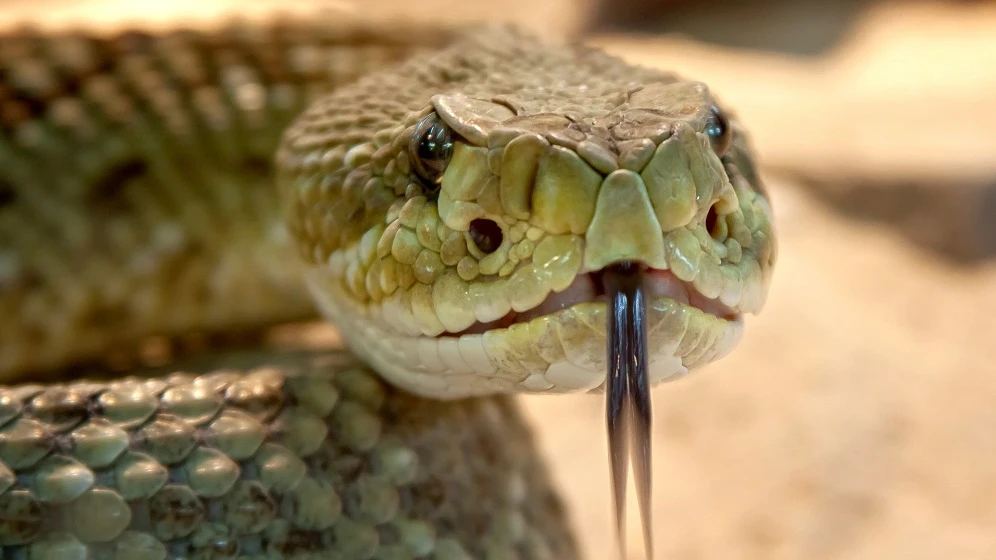 Imagen de archivo de una serpiente