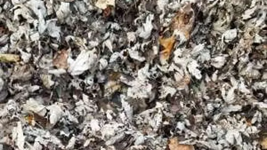 Imagen del último reto viral: encontrar a una gata entre un puñado de hojas Imagen del último reto viral: encontrar a una gata entre un puñado de hojas