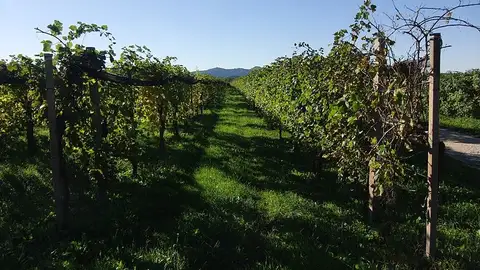 Viñedos Viñedos