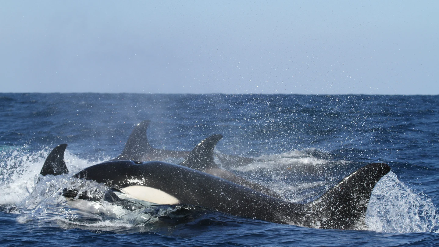 La orca que navegó 1.000 millas con el cadáver de su cría muerta vuelve a ser madre La orca que navegó 1.000 millas con el cadáver de su cría muerta vuelve a ser madre
