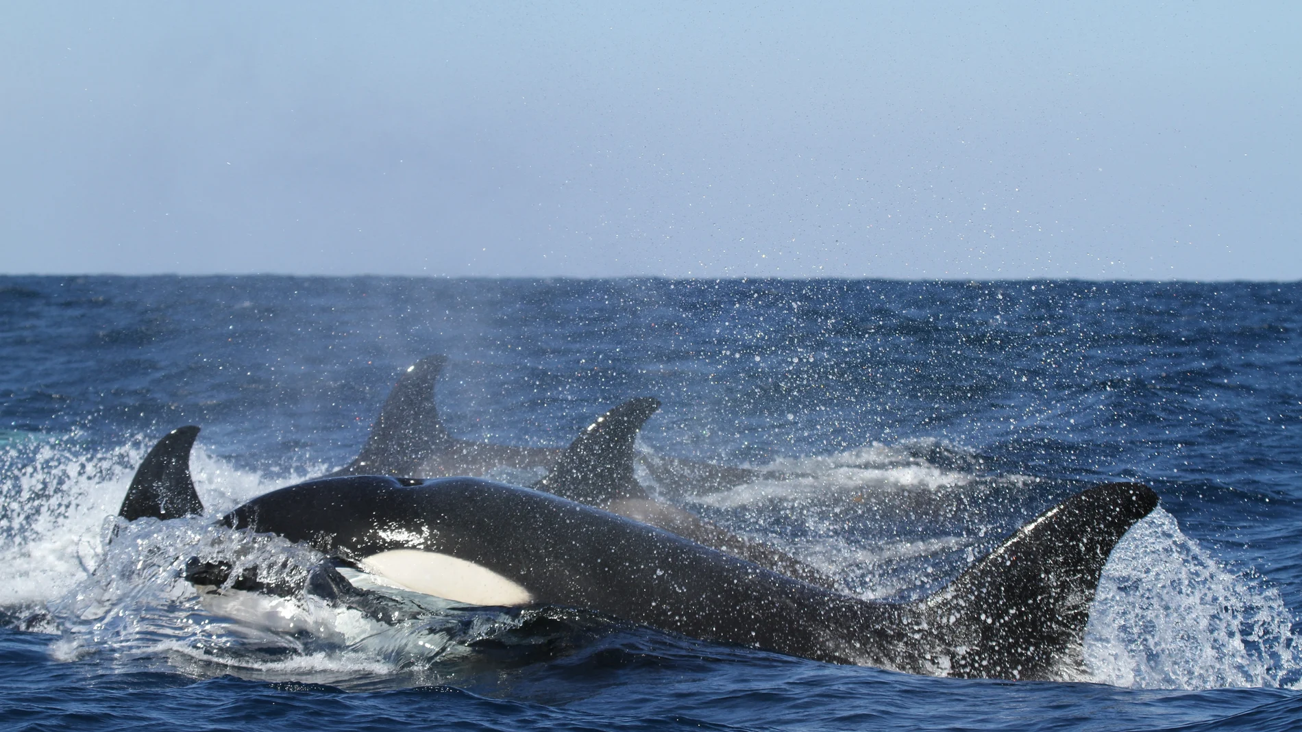 La orca que navegó 1.000 millas con el cadáver de su cría muerta vuelve a ser madre