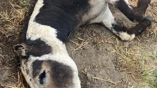 Uno de los caballos mutilados Uno de los caballos mutilados