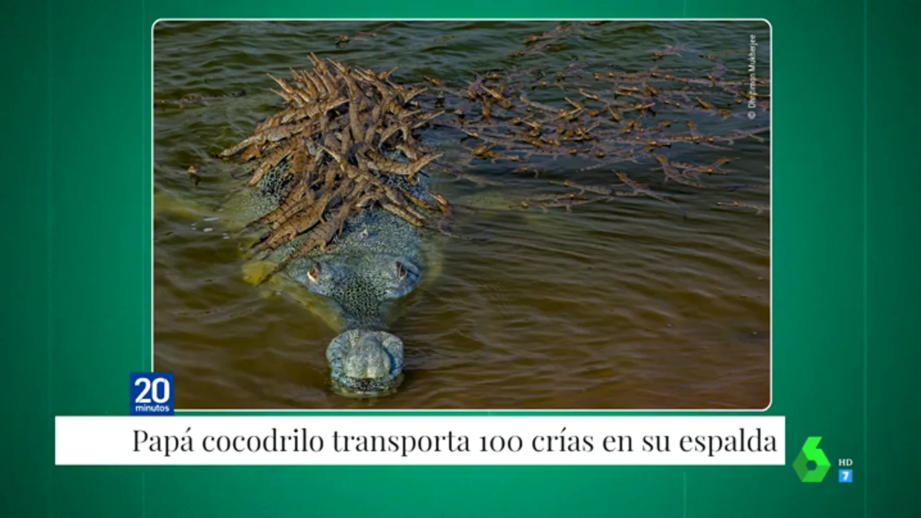 La increíble fotografía de un cocodrilo en peligro de extinción cruzando un río con sus 100 crías encima