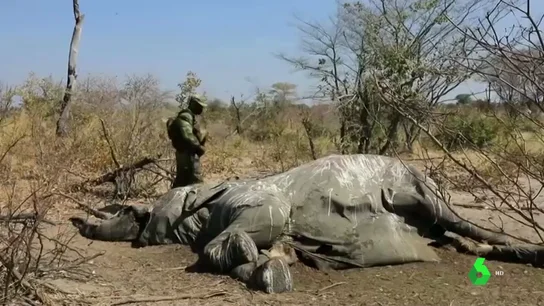 Resuelto el misterio de los cientos de elefantes muertos en Botswana: bebieron agua envenenada Resuelto el misterio de los cientos de elefantes muertos en Botswana: bebieron agua envenenada
