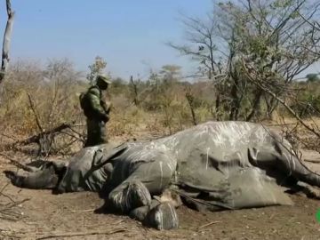 Resuelto el misterio de los cientos de elefantes muertos en Botswana: bebieron agua envenenada
