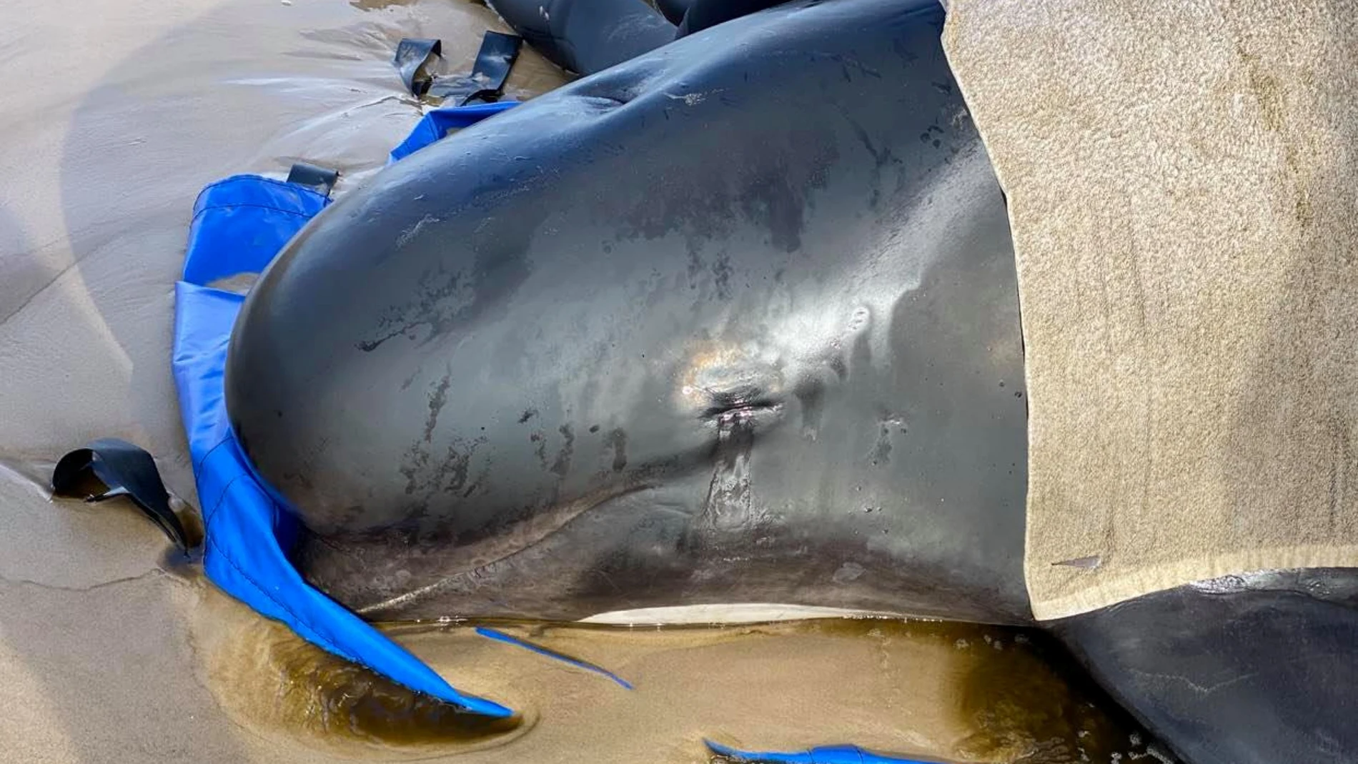 Una de las ballenas rescatadas en Tasmania