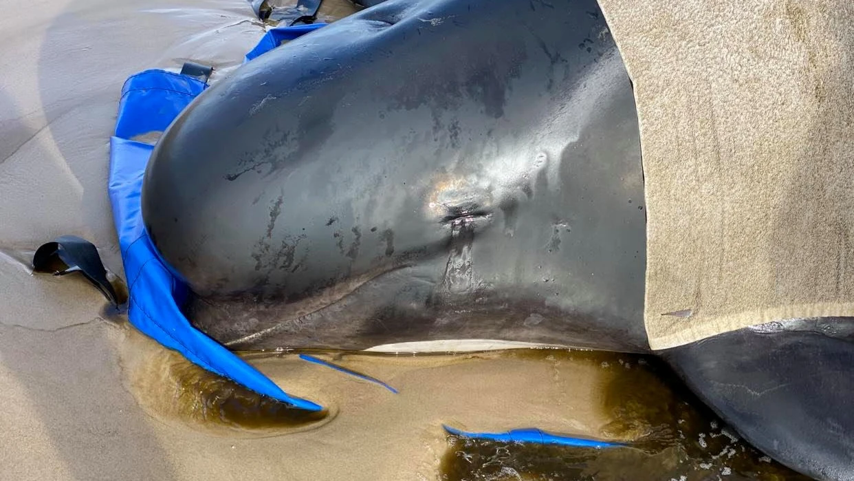 Una de las ballenas rescatadas en Tasmania