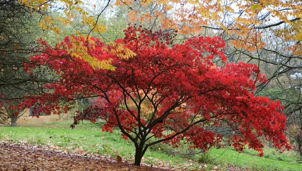 Bastford Arboretum