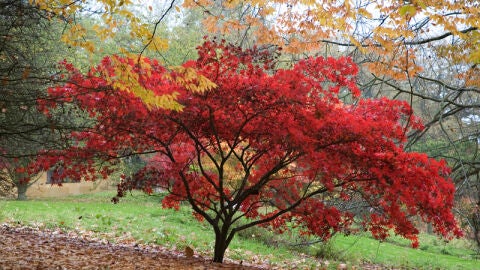 Bastford Arboretum