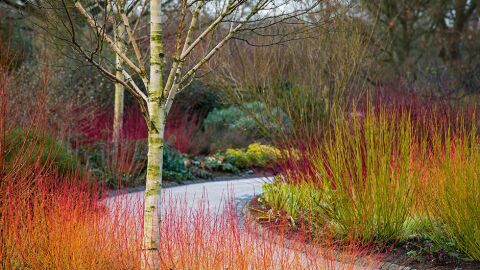 Harlow Carr