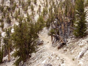 Huerto de Matusalén del Ancient Bristlecone Pine Forest, en White Mountains, Inyo County, California.