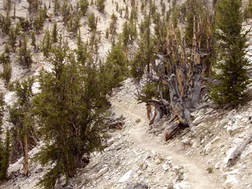 Huerto de Matusalén del Ancient Bristlecone Pine Forest, en White Mountains, Inyo County, California. Huerto de Matusalén del Ancient Bristlecone Pine Forest, en White Mountains, Inyo County, California.