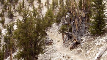 Huerto de Matusalén del Ancient Bristlecone Pine Forest, en White Mountains, Inyo County, California.