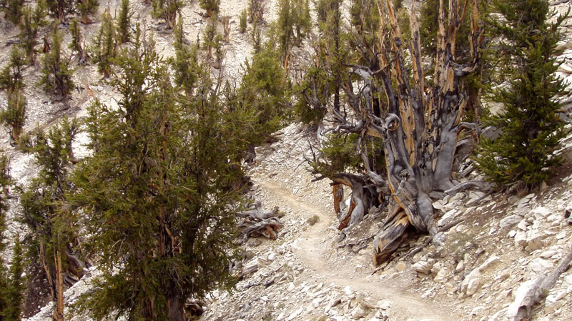 Huerto de Matusalén del Ancient Bristlecone Pine Forest, en White Mountains, Inyo County, California.