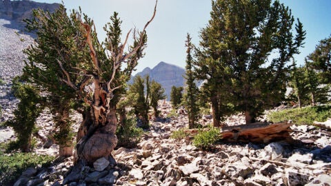 Pinus Longaeva