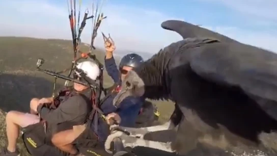 Buitre se une al vuelo en parapente Buitre se une al vuelo en parapente