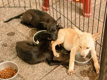 La producción de piensos para mascotas tiene una importante huella ambiental La producción de piensos para mascotas tiene una importante huella ambiental